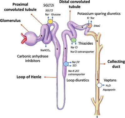 Diuretic effect on inflammation